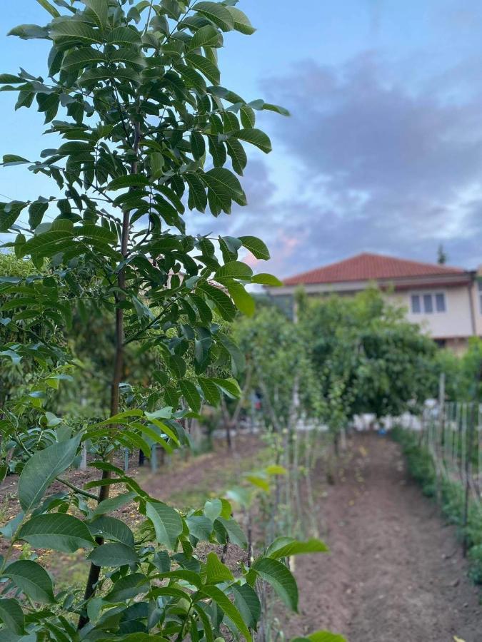 Bujtina Gjyshi Ilo Hotel Tushemisht ภายนอก รูปภาพ